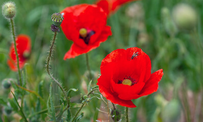 Obraz premium Beautiful poppies have blossomed. Their red petals sway in the light wind.