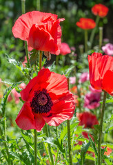 Beautiful poppies have blossomed. Their red petals sway in the light wind.