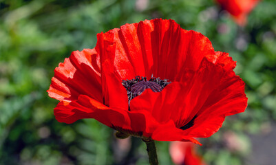 Beautiful poppies have blossomed. Their red petals sway in the light wind.