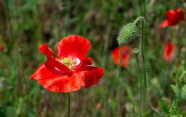 Beautiful poppies have blossomed. Their red petals sway in the light wind.