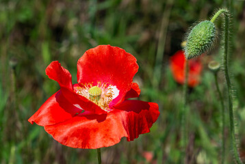 Beautiful poppies have blossomed. Their red petals sway in the light wind.