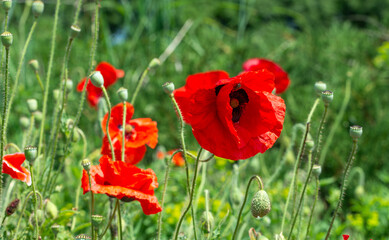 Beautiful poppies have blossomed. Their red petals sway in the light wind.