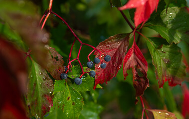 Close-up of ripe wild grapes.