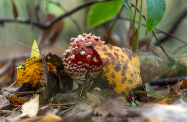 The red fly agarics just emerged from the ground after the rain.