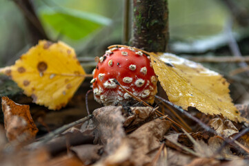 The red fly agarics just emerged from the ground after the rain.