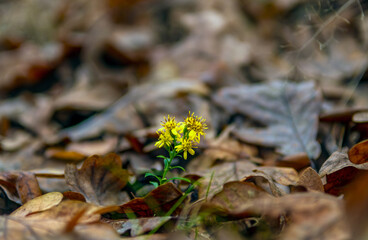 A small yellow flower broke through the fallen leaves.