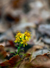 A small yellow flower broke through the fallen leaves.
