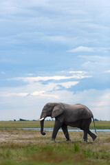 An elephant walks under rain filled skies