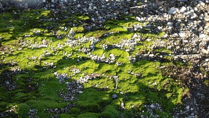 Green mosses and algae plants growing on the ground Australia, badly drained and compacted sections of the lawn and garden.