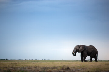 An elephant walks across a flood plain, Botswana.