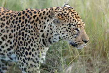 A leopard stalks in the long grass