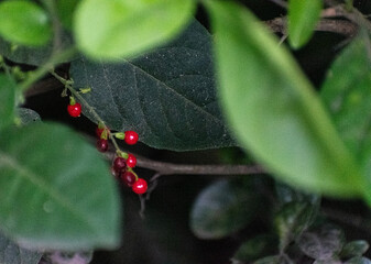 ants on a leaf