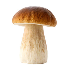 Boletus edulis mushroom isolated on a transparent background