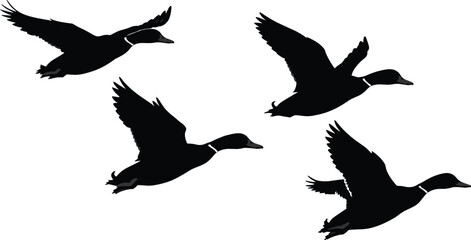 Flying duck silhouette vector illustration, wild waterfowl in motion, black bird clipart set, isolated duck shapes, migration concept artwork, nature animal design for prints.