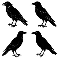 Four black crow silhouettes in various poses against a white background creating a stark contrast look