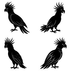 Four black palm cockatoos in various poses showcasing their unique crests and detailed feathering design