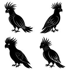 Fototapeta premium Four black cockatoos with crests in various poses on a white background in a vector illustration style