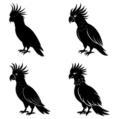 Four stylized black cockatoo silhouettes with distinctive crests and detailed feathering are shown here
