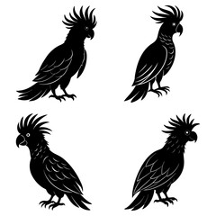 Four black cockatoo silhouettes standing in various poses against a white background, vector illustration