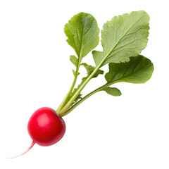 Fresh small red garden radish isolated on a transparent background