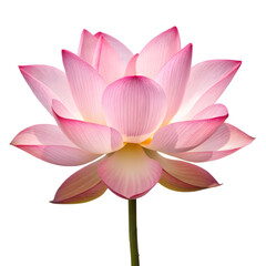 lotus flora blossom bloom petal nature garden floweret floret pink isolated on a transparent background