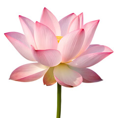 lotus flora blossom bloom petal nature garden floweret floret pink isolated on a transparent background