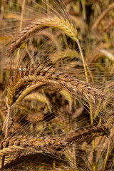 ears of wheat