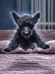 Wet puppy jumping