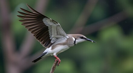Obraz premium Small Bird Taking Flight From Branch