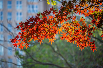 Colourful maple leaves in autumn season color when the leaves change colorful of is in the park,...