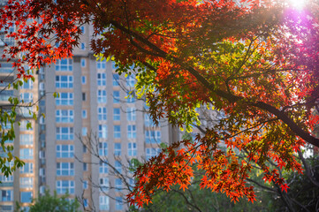 Colourful maple leaves in autumn season color when the leaves change colorful of is in the park,...