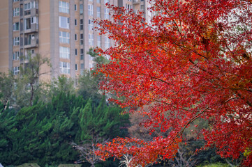 Colourful maple leaves in autumn season color when the leaves change colorful of is in the park,...