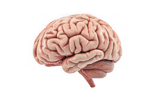 Detailed human brain anatomy medical illustration cerebral cortex cerebellum brainstem isolated on transparent background - Powered by Adobe