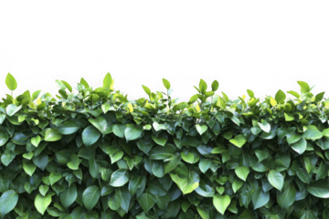 Lush green hedge foliage texture seamless pattern background for garden design element, landscaping, and decoration isolated on transparent background