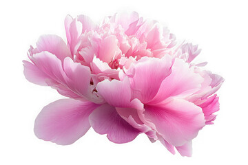 Fototapeta premium Beautiful pink peony flower blossom bloom petals floral design element spring summer transparent background png image isolated on transparent background