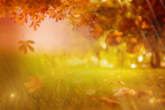 Fototapeta Leaves on grassy field during autumn