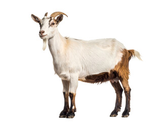 Adult goat standing with brown and white fur. Transparent background