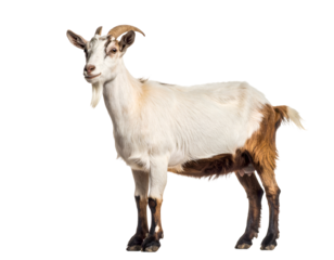 Adult goat standing with brown and white fur. Transparent background