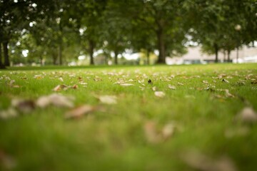 Image of a park with trees