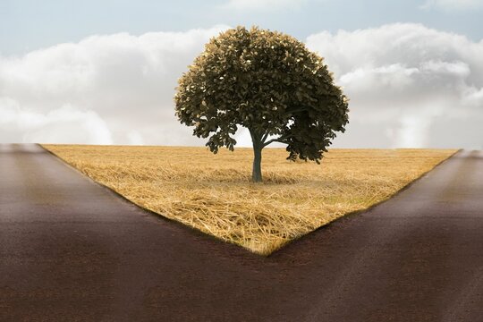 Solitary tree is standing at rural crossroads in flat design, with diverging asphalt roads