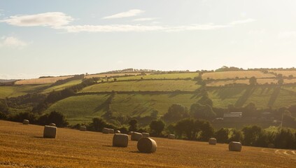 Multiple cylindrical hay bales are resting in flat design harvested field with rolling green hills