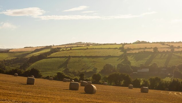 Fototapeta Multiple cylindrical hay bales are resting in flat design harvested field with rolling green hills