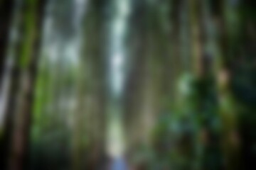 Fototapeta premium Blurry forest on a sunny day