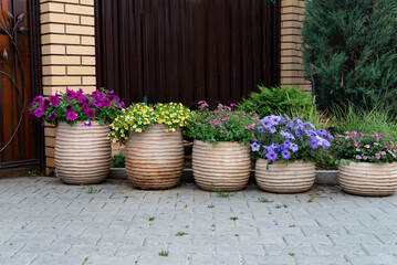 Vibrant flower pots adorn an entranceway with colorful blooms in a residential area showcasing...