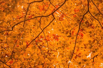 Sunlight is filtering through dense canopy of yellowing autumn leaves and branches in flat design