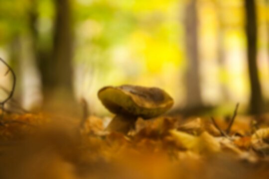 Mushroom on field in forest