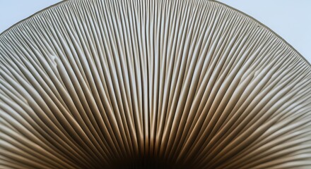 Mushroom Gills Abstract Pattern