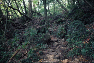 World Heritage, Shirakikumo Gorge Primeval Forest, Yakushima, Kagoshima Prefecture, Japan