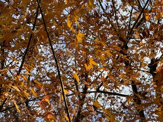 神田川1月：新年の紅葉と青空 2025/1/3