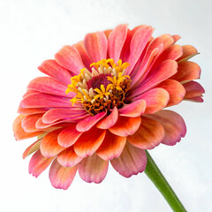 Fototapeta premium Zinnia flower isolated on transparent background 